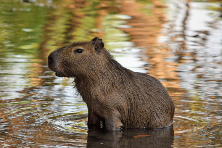 Por aqui também vemos capivara